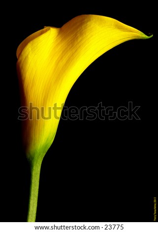Yellow calla lily set against a black background