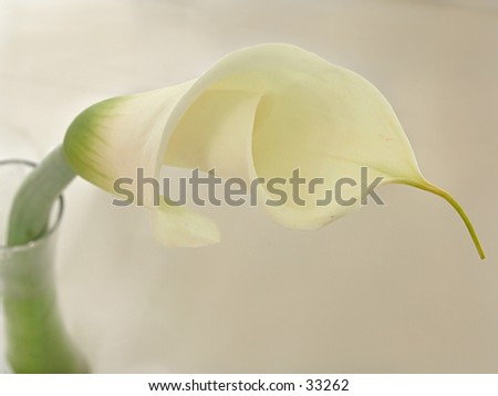 Cream / White Calla Lily set against a gray brown background.  Plenty of room for ad copy
