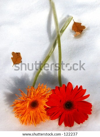 Two Gerber Daisy laying down on a blanket of snow, stems crossed