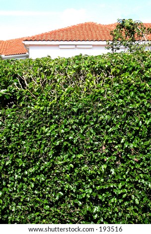 red tiled roof showing behind a tall hedge