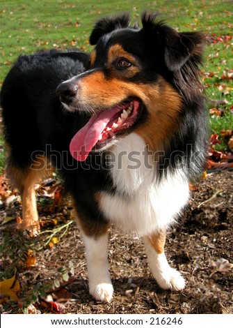 Australian Shepherd standing in a field ready for any fun you have in mind