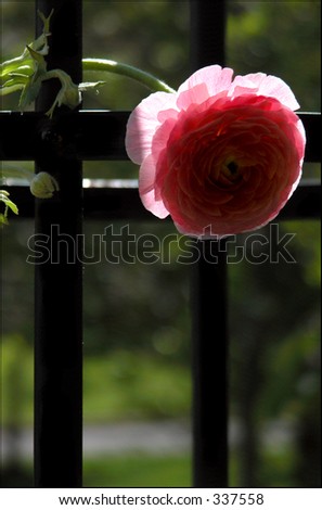 Ranunculus flower backlit on a wrought iron railing