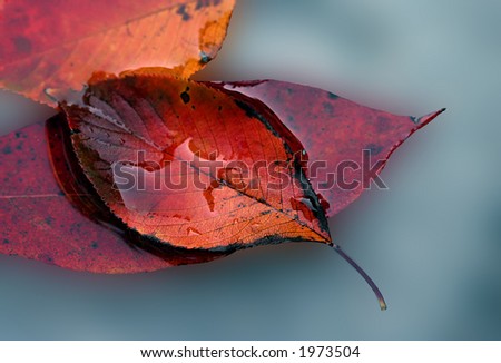 macro of red/yellow/orange fall leaves on a blue watery background