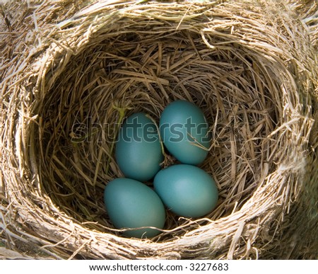 a nest of 4 robin\'s eggs ready to hatch - nest belongs to an American Robin