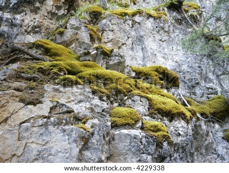 neon green moss growing on a steep mountain side