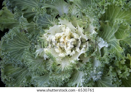 \'cabbage head is widely consumed raw, cooked, or preserved in a great variety of dishes. Cabbage is a leaf vegetable.