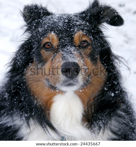 A member of the herding group, this playful dog loves the snow