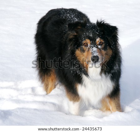A member of the herding group, this playful dog loves the snow