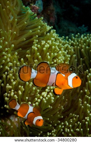 Philippines.Palawan, El Nido. Popolcan Twin Rocks Dive site. Anemone and clown fish