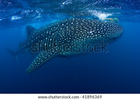 Whale shark in Philippines