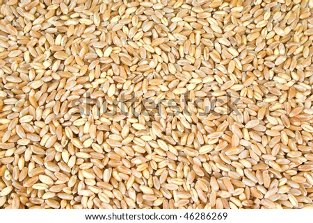 a lot of ripe dried wheat seeds