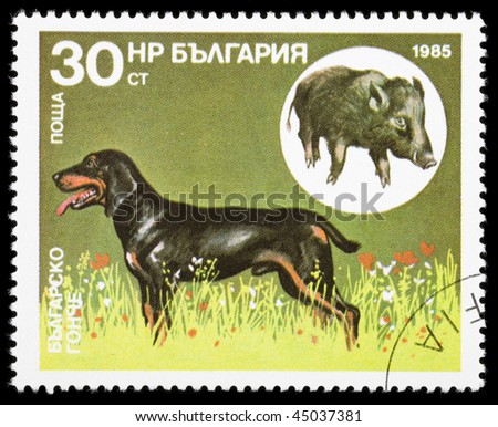 BULGARIA - CIRCA 1985: A stamp printed in Bulgaria shows animal dog, circa 1985