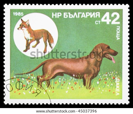 BULGARIA - CIRCA 1981: A stamp printed in Bulgaria shows animal dog, circa 1981