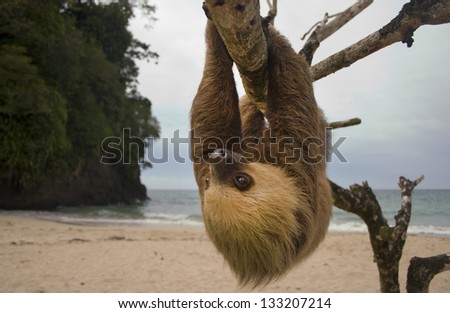 sloth, three toe male juvenile hanging in tree in tropical rainforest jungle,  costa rica, central america. latina countries call them osos perezosos which means lazy bear