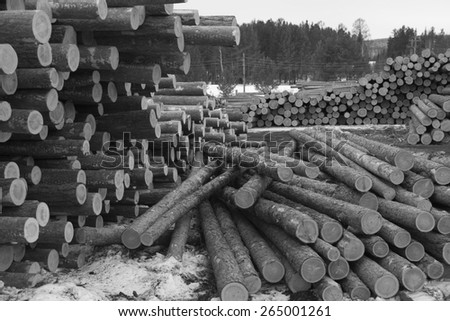 Pine timber ready for shipment by rail.\
black and white photo