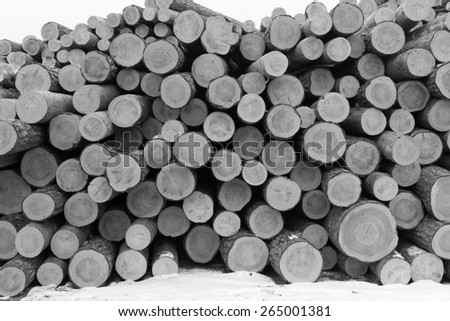Pine timber ready for shipment by rail.\
black and white photo