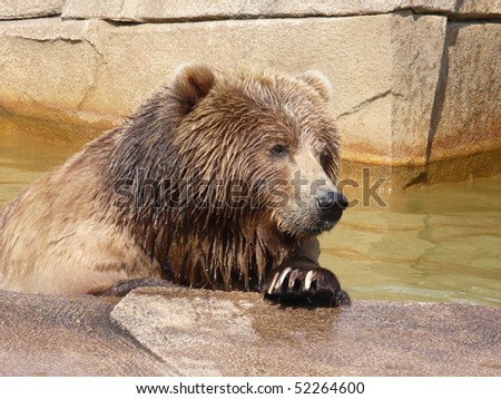 Brown Bear at Edge of Water