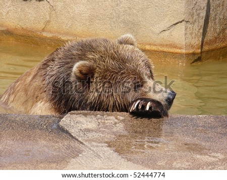 Brown Bear Resting Head