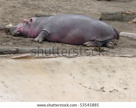 Hippo Laying Down