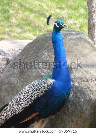 Male Peacock Standing