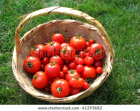 Tomatoes in Woven Basket