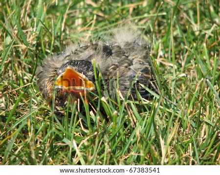 Young Injured American Robin in Grass