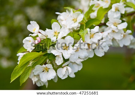 Green and bright spring apple blossom tree
