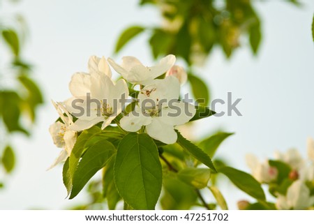 Green and bright spring apple blossom tree