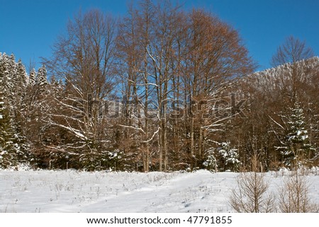 Forest entrance in winter on a sunny day