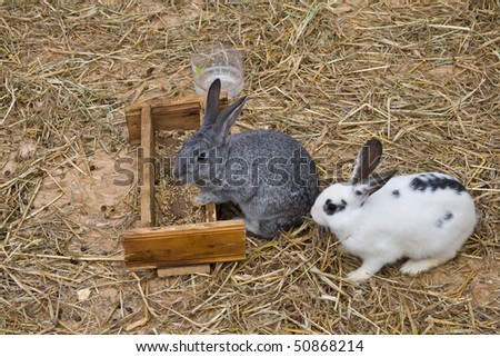 Cute and funny white and grey rabbits standing on dry grass