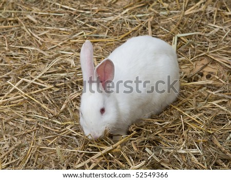 Cute and funny single rabbit standing on dry grass