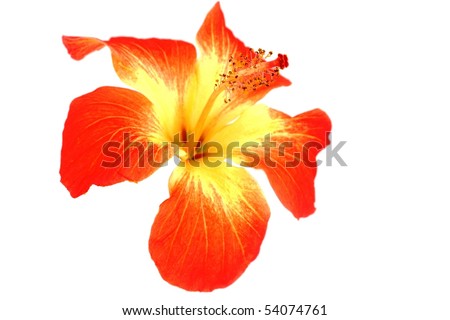 stock photo Hibiscus Flower