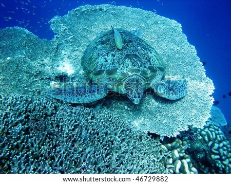 Sea turtle resting at hard coral at Bunaken, Manado, Indonesia