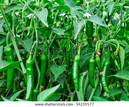 green serrano chilies