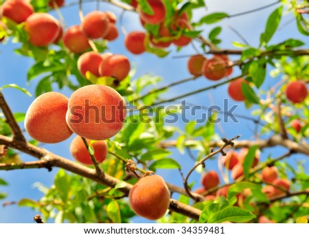 Babcock Peach Tree