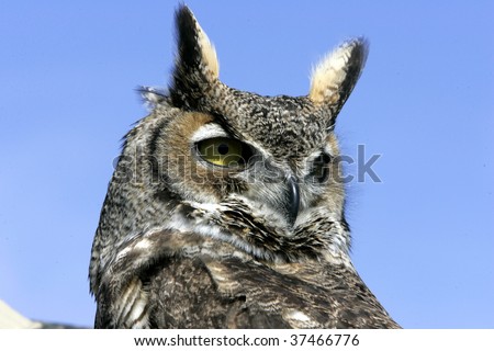 Great horned owl blue sky background