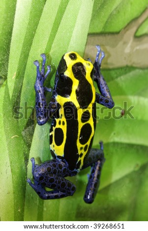 Frogs+climbing