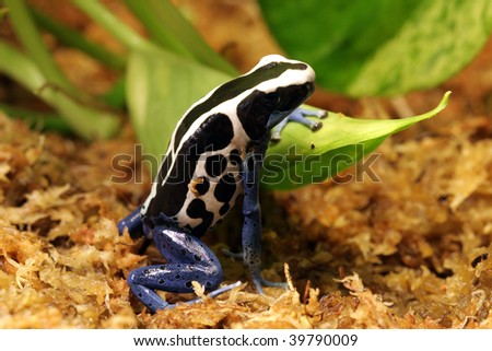 Oyapok Poison Dart Frog
