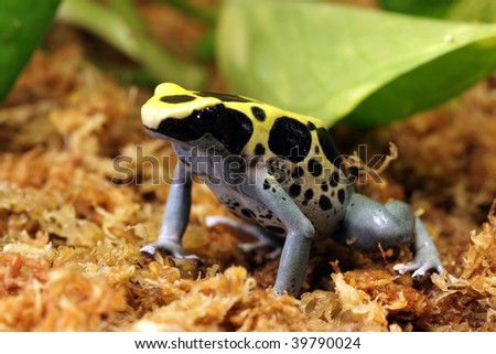 Dendrobates Patricia Poison Dart Frog