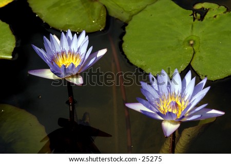 Two Blue Water Lilies.