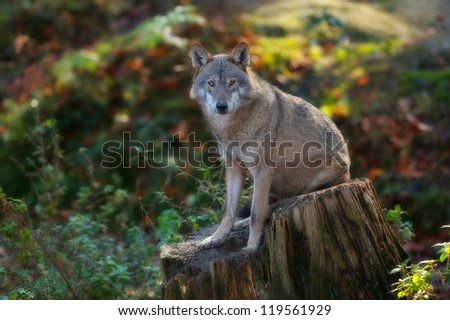 grey wolf sitting