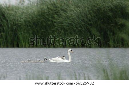 swan floating on the water with babyes on its back