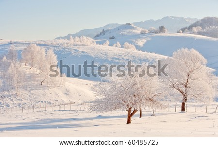 two trees in winter landscape