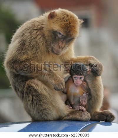 Baby Orangutan Images on In Baby Sumatran Orangutan 4 Vintage Photo Circa 1900 Of