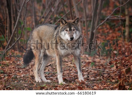 grey wolf in the forest
