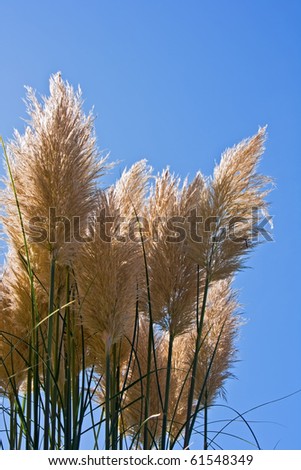 Grass plumes