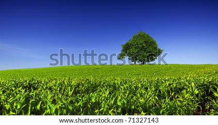 Serene hill with tree