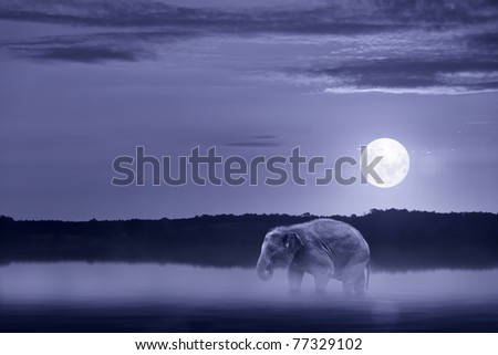 Elephant wading in water