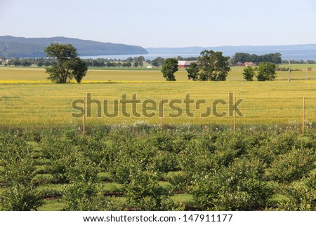 Color photo of a large field and trees