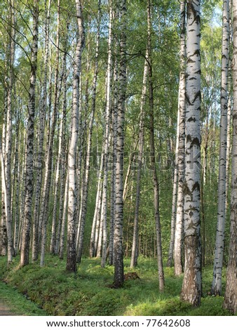 Color photo of a birch grove in summer